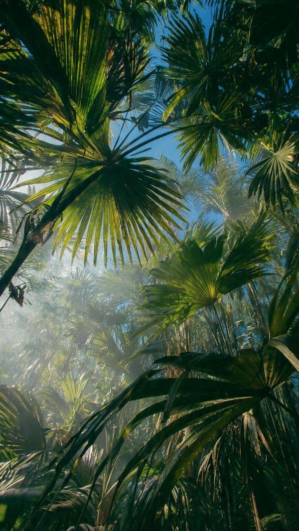 L'Oasi Verde & Palme