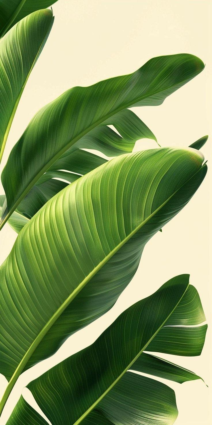 Design Botanico Aurah
